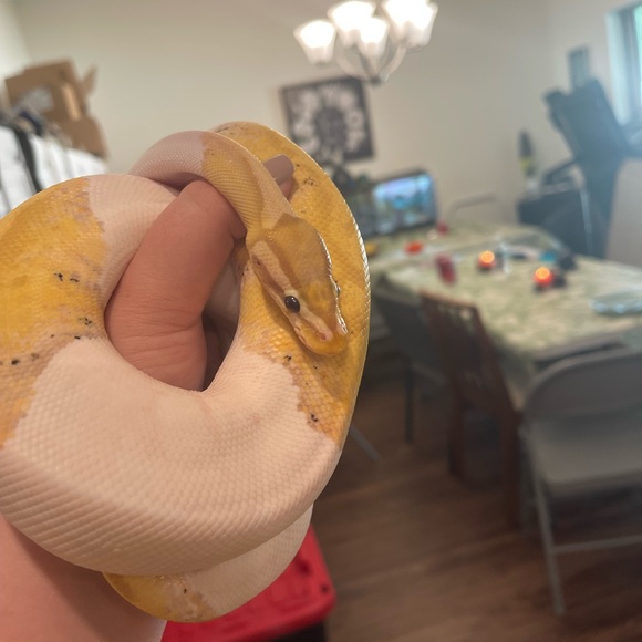 Meet your Posher, Tracie - Picture 6 of 9